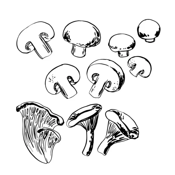 Bosquejo de verduras por línea y acuarela. Champiñones, champiñones, rebozuelos comestibles — Archivo Imágenes Vectoriales
