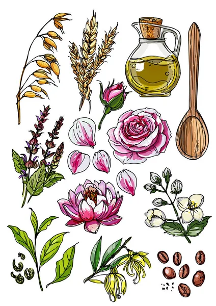 Doğal kozmetik ve ilaç. Otlar ve çiçekler beyaz arka plana siyah çizgi çizmişler. Botaniğin vektör çizimi. Yağ, adaçayı, yulaf, buğday, üzüm, nilüfer, yeşil çay, ylang-ylang, yasemin — Stok Vektör