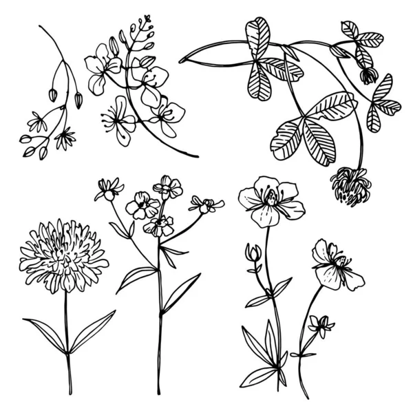 Herbes et fleurs peintes ligne noire. Espace pour le texte. Dessin vectoriel. — Image vectorielle