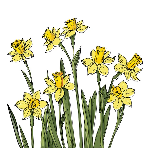 Narcisse Fleurs Printemps Dans Pot Croquis Ligne Plante Intérieur Sur — Image vectorielle