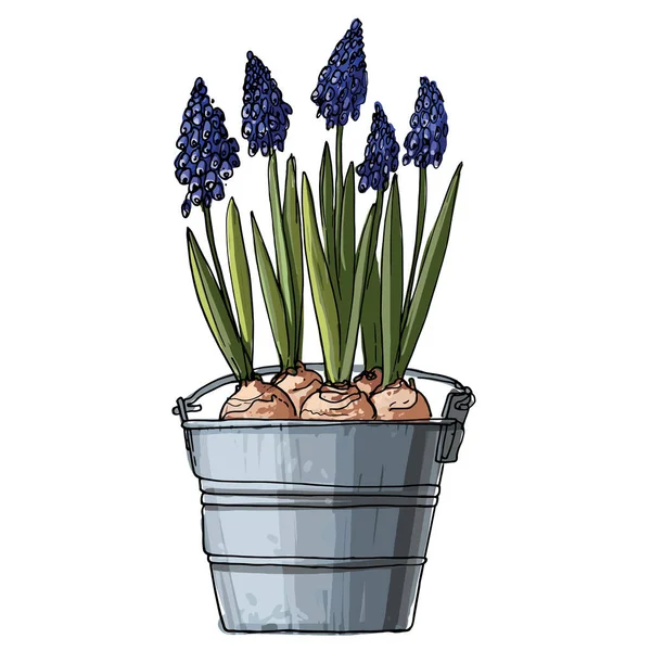 Muscari Flores Numa Panela Esboço Linha Planta Sala Fundo Branco —  Vetores de Stock