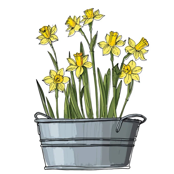 Narziss Frühlingsblumen Topf Skizze Der Zimmerpflanzenlinie Auf Weißem Hintergrund — Stockvektor