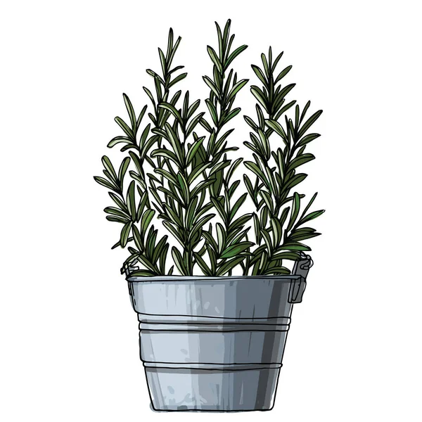 Romarin Herbes Italiennes Épicées Dans Pot Croquis Ligne Plante Intérieur — Image vectorielle