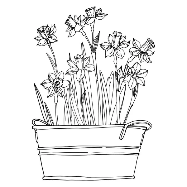 Narziss Frühlingsblumen Topf Skizze Der Zimmerpflanzenlinie Auf Weißem Hintergrund — Stockvektor