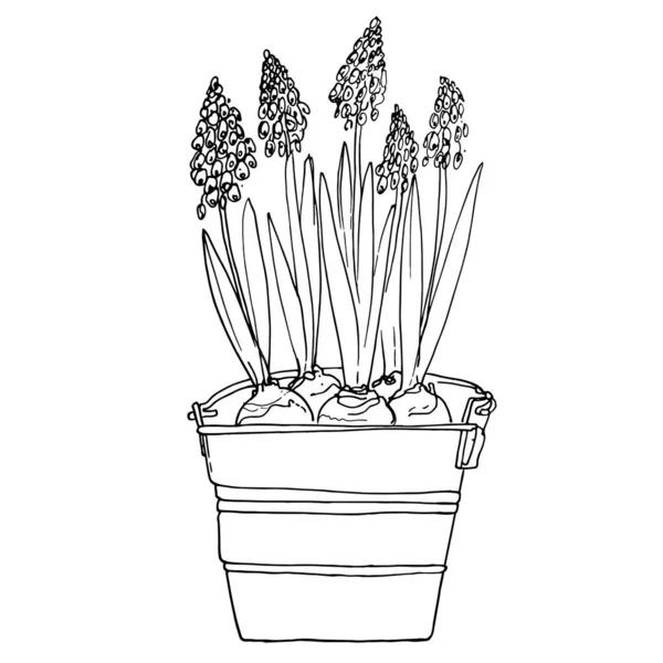 Muscari Flores Una Olla Bosquejo Línea Plantas Interior Sobre Fondo — Archivo Imágenes Vectoriales