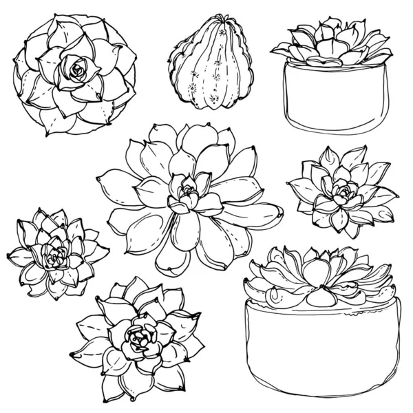 Suculentas Línea Cactus Dibujada Sobre Fondo Blanco Flores Desierto Vektoryny — Archivo Imágenes Vectoriales