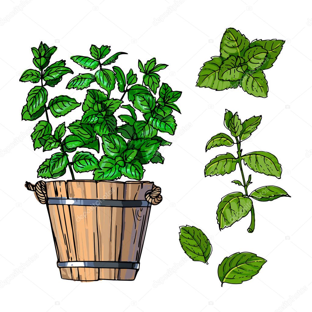 Mint. Spicy Italian herbs in a pot. Color sketch of houseplant line on a white background.
