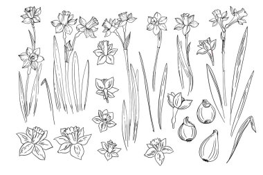 Çiçek vektör çizimi. Beyaz arka plana nergis çizgisi çizilmiş. Bahar çiçekleri. Siyah çizgi çiz.