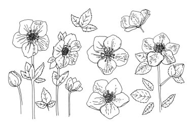 Çiçek vektör çizimi. Hellebore beyaz arkaplanda siyah bir çizgi ile çizildi.