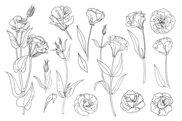 Lisianthus Eustoma Bloemen Lijn Getrokken Een Witte Achtergrond Vector Schets — Stockvector