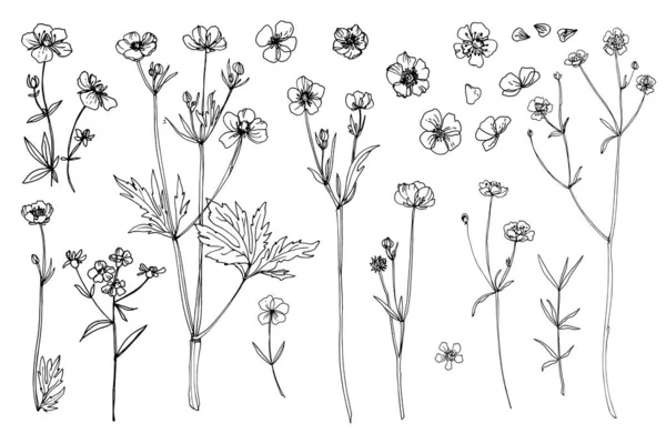 Çiçek Vektör Çizimi Yabani Çiçekler Düğünçiçeği Düğün Süslemeleri — Stok Vektör