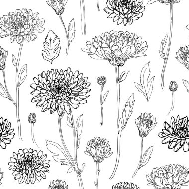 Desen Çiçekleri vektör çizimi. Kasımpatılar beyaz arkaplanda siyah bir çizgiyle çizilmiş..