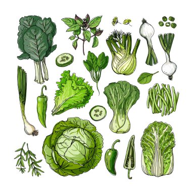 Yeşil. Vektör yiyecekler. Beyaz arka planda renkli sebzeler ve meyveler. Lahana, soğan, marul, otlar, salatalık, rezene