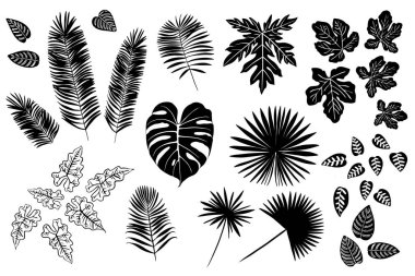 Bitki ve çiçeklerin egzotik tropikal yaprakları. Beyaz arka planda siyah vektör siluetleri. Canavar, eğrelti otu, palmiye