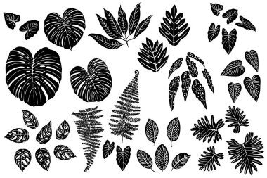 Bitki ve çiçeklerin egzotik tropikal yaprakları. Beyaz arka planda siyah vektör siluetleri. Canavar, eğrelti otu, palmiye