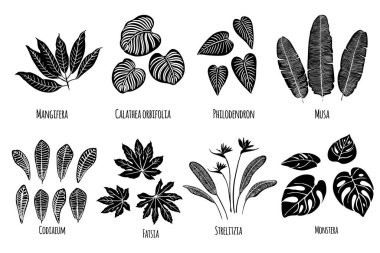 Bitki ve çiçeklerin egzotik tropikal yaprakları. Beyaz arka planda siyah vektör siluetleri. Canavar, eğrelti otu, palmiye