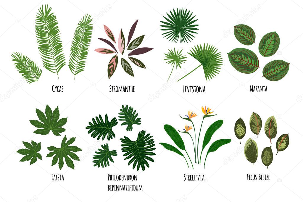 Leaves of tropical plants. Vector green silhouettes on a white background. Ferns, monstera, palm trees
