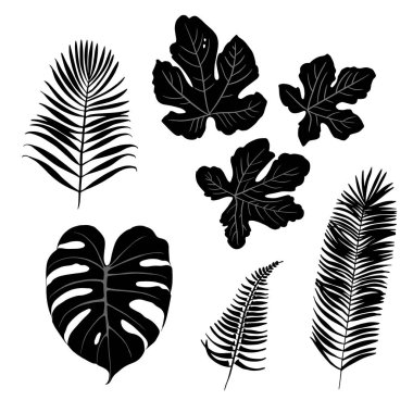 Tropikal bitki yaprakları. İncir yaprağı, canavar, hindistan cevizi ağacı, eğreltiotu..