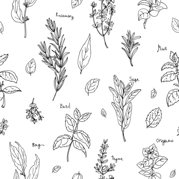 Pattern herbs. Spices. Italian herb drawn black lines on a white background. Vector illustration. Basil, Parsley, Rosemary, Sage, Bay, Thyme, Oregano, Mint — Stock Vector