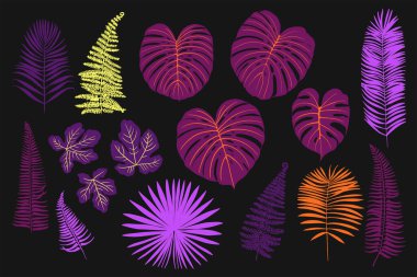 Palmiye, canavar, eğrelti otu ve diğer bitkilerden oluşan neon tropikal yapraklar. Siyah arkaplanda vektör rengi çizimi. Morötesi pembe, mavi, turkuaz.