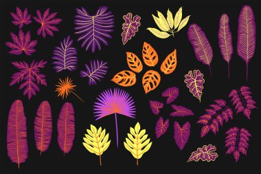 Palmiye, canavar, eğrelti otu ve diğer bitkilerden oluşan neon tropikal yapraklar. Siyah arkaplanda vektör rengi çizimi. Morötesi pembe, mavi, turkuaz.