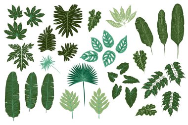 Tropikal bitki yaprakları. Beyaz arka planda vektör yeşil siluetler. Eğreltiotu, canavar, palmiye ağaçları