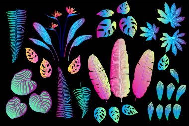 Palmiye, canavar, eğrelti otu ve diğer bitkilerden oluşan neon tropikal yapraklar. Siyah arkaplanda vektör rengi çizimi. Morötesi pembe, mavi, turkuaz.