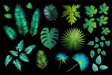 Siyah arka planda tropik yeşil yapraklar. Orman Egzotik bitkileri. Eğreltiotu, canavar, palmiye ağaçları