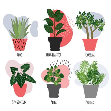 Tencerede kapalı bir bitki. Metnin hassas renkleri için modern noktalar.