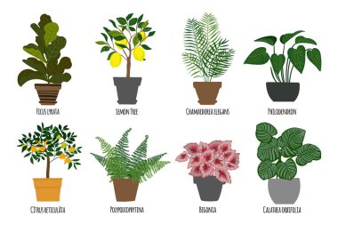 Ev bitkileri. Tencerede tropik bitkiler. Egzotik çiçekler. Citrus meyve ağaçları. Begonya, Calathea, Lemon, Mandarin, Ficus lyrata, Chamadorea elegans, philodron, polypodiophyina