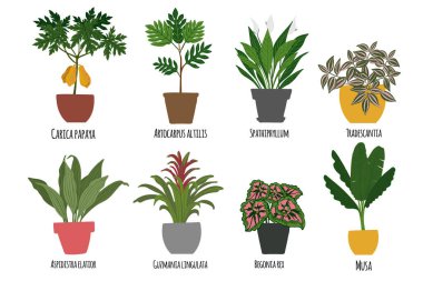Ev bitkileri. Tencerede tropik bitkiler. Egzotik çiçekler. Papaya, Artocarpus altilis, Spathillum, Tradescantia, Begomia, Guzman lingulata, Musa