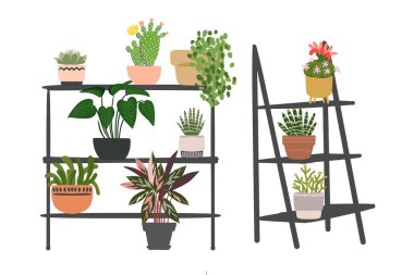 Kapalı alandaki bitkiler ve saksıdaki çiçekler. Evdeki peyzaj. Daire ve bahçe dekorasyonu. Kaktüs ve sulu