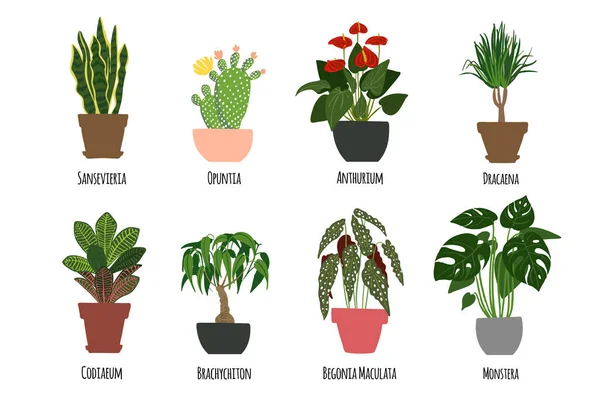 Houseplants. Tropical plants in pots. Exotic flowers. Sansevieria, Opuntia, Anthurium, Dracaena, Codiaeum, Brachychiton, Begonia Maculata, Monstera — Stock Vector