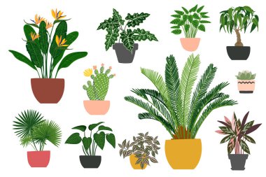 Kapalı alandaki bitkiler ve saksıdaki çiçekler. Evdeki peyzaj. Daire ve bahçe dekorasyonu. Kaktüs ve sulu