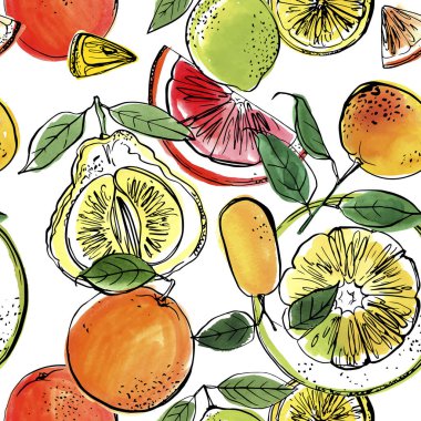 Citrus çizim kalıbı. Beyaz arkaplanda mürekkep ve suluboya çizimi.