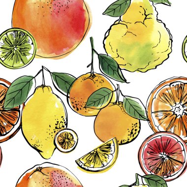 Citrus çizim kalıbı. Beyaz arkaplanda mürekkep ve suluboya çizimi.