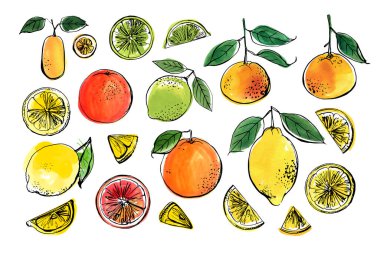 Citrus. Beyaz arka plana siyah çizgi çizilmiş. Meyvelerin renk vektör çizimi. Kireç, zeytin, greyfurt, portakal, mandalina.