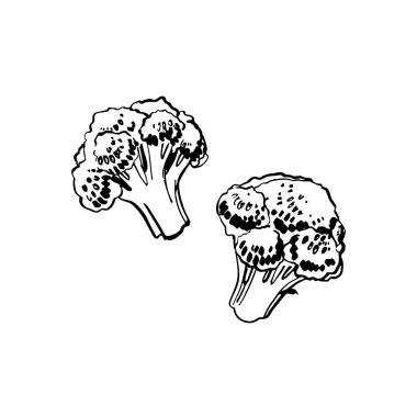 Yemek sebzelerinin çizimi ve suluboya. Brokoli