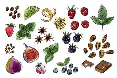 Meyveler, meyveler, baharatlar. Beyaz arka planda mürekkeple besin taslağı. Nane, çikolata, böğürtlen, ahududu, çilek, incir, yabanmersini, limon, kahve, lezzet