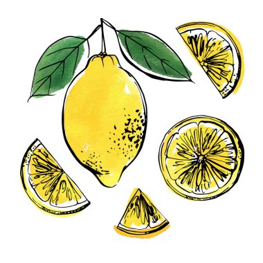 Beyaz arkaplana çizilmiş limon siyah çizgisi. Meyvelerin renk vektör çizimi. Citrus.