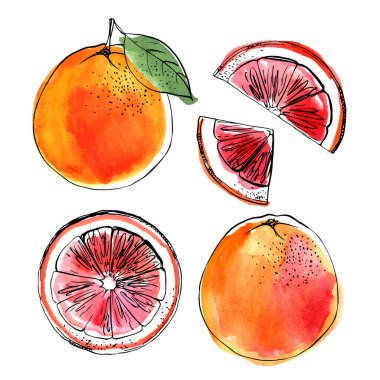 Beyaz arkaplana çizilmiş greyfurt siyah çizgisi. Meyvelerin renk vektör çizimi. Citrus.