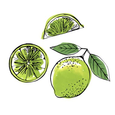 Beyaz arkaplana çizilmiş limon rengi siyah bir çizgi. Meyvelerin renk vektör çizimi. Citrus.