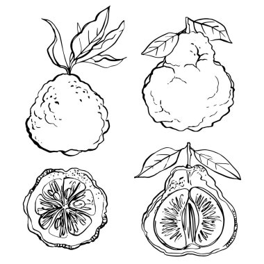 Citrus. Beyaz arka plana siyah çizgi çizilmiş. Meyvelerin renk vektör çizimi. Kireç, zeytin, greyfurt, portakal, mandalina.