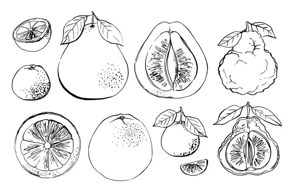 Zitrusfrüchte Schwarze Linie Auf Weißem Hintergrund Farbvektorzeichnung Von Früchten Kaffir — Stockvektor