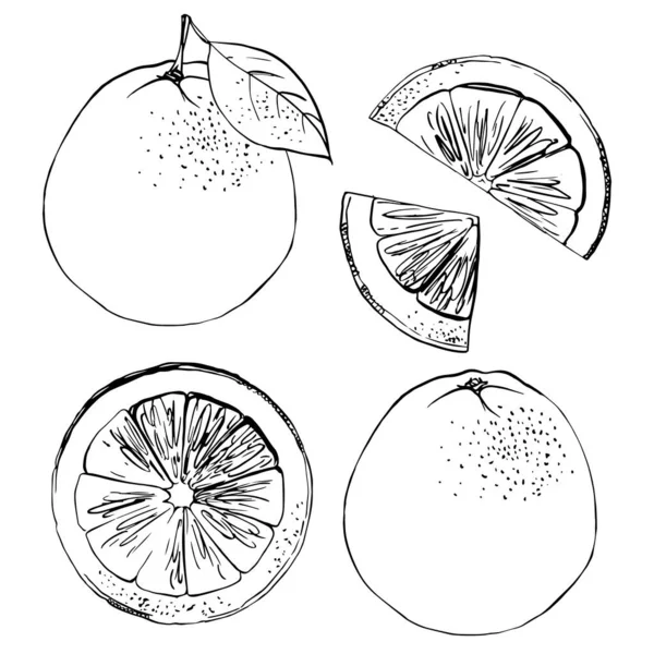 Zitrusfrüchte Schwarze Linie Auf Weißem Hintergrund Farbvektorzeichnung Von Früchten Kaffir — Stockvektor