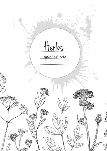 Herbs Flowers Vector Color Line Space Text Template Sketch Herbs — Stock Vector