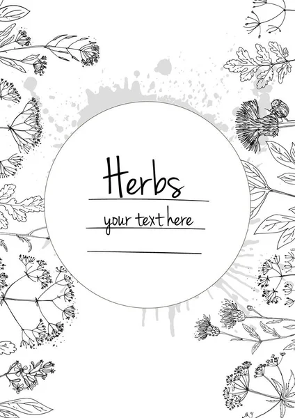 Garis Warna Vektor Bunga Herbal Ruang Untuk Teks Templat Dengan - Stok Vektor