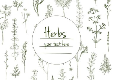 Bitkiler çiçek vektör renk çizgisi. Mesaj için yer var. Otların bir taslağıyla birlikte şablon. Görüntü