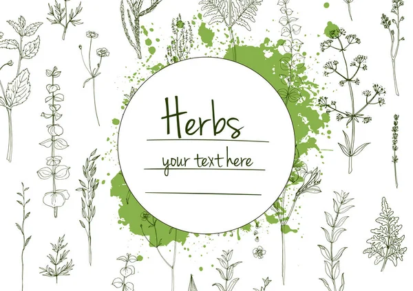 Herbs Flowers Vector Color Line Space Text Template Sketch Herbs — Stock Vector