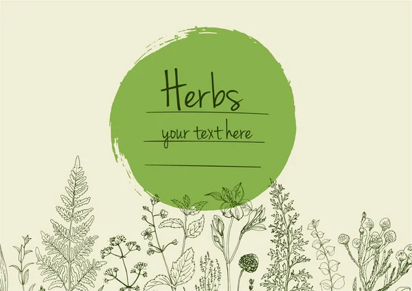 Herbs Flowers Vector Color Line Space Text Template Sketch Herbs — Stock Vector